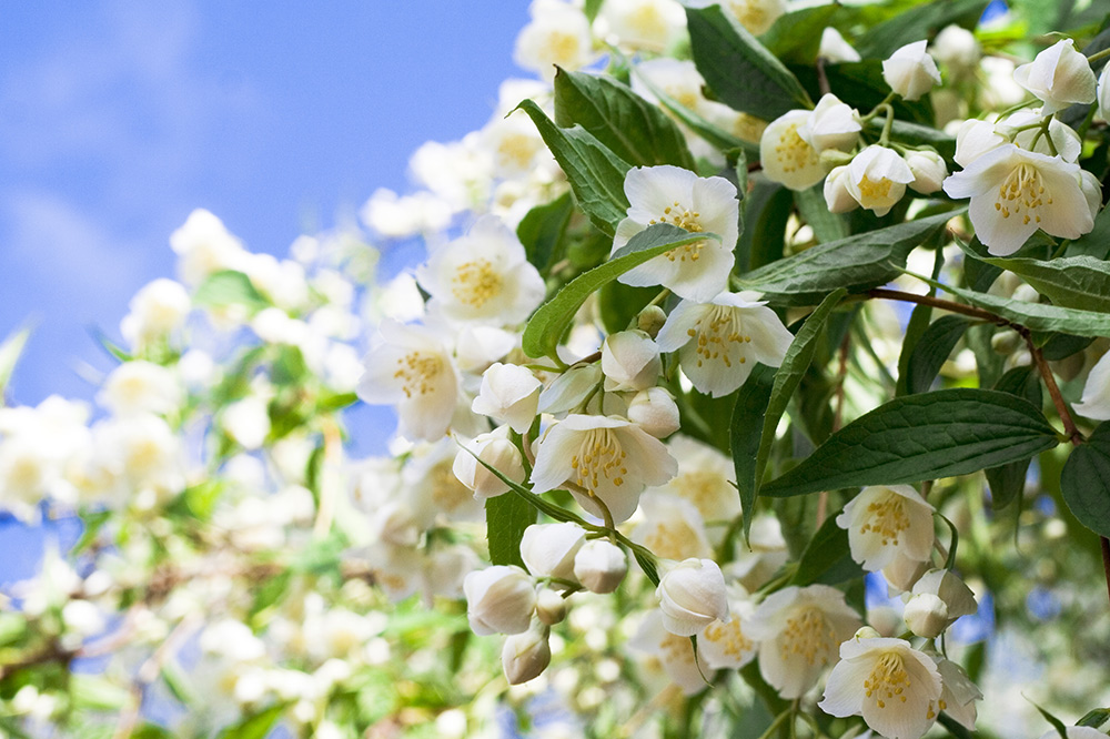 jasmine flowers