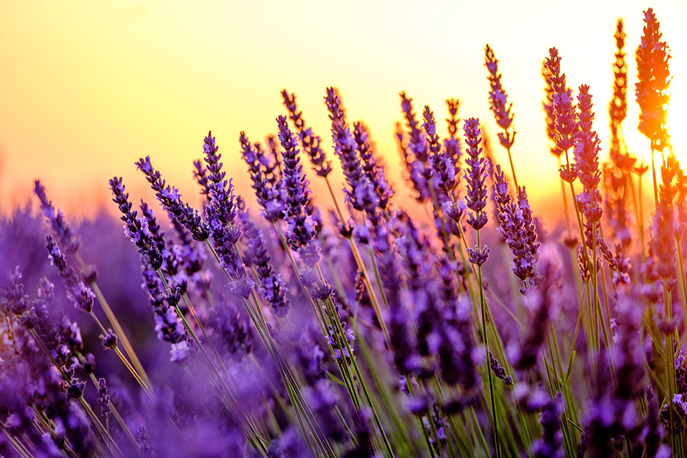 lavender growing in the fields on a summers day