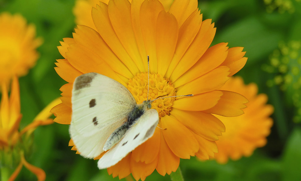 calendula flower with butterfly