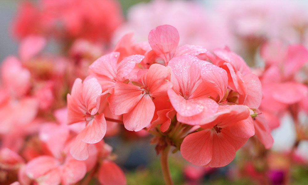 geraniums