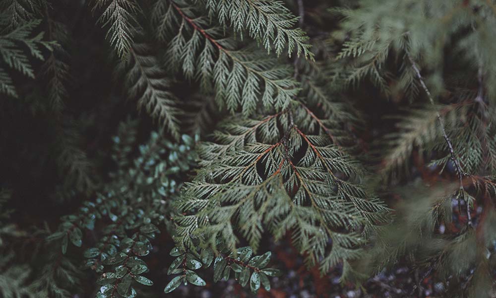 cedar tree