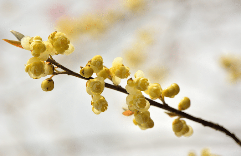 Litsea cubeba