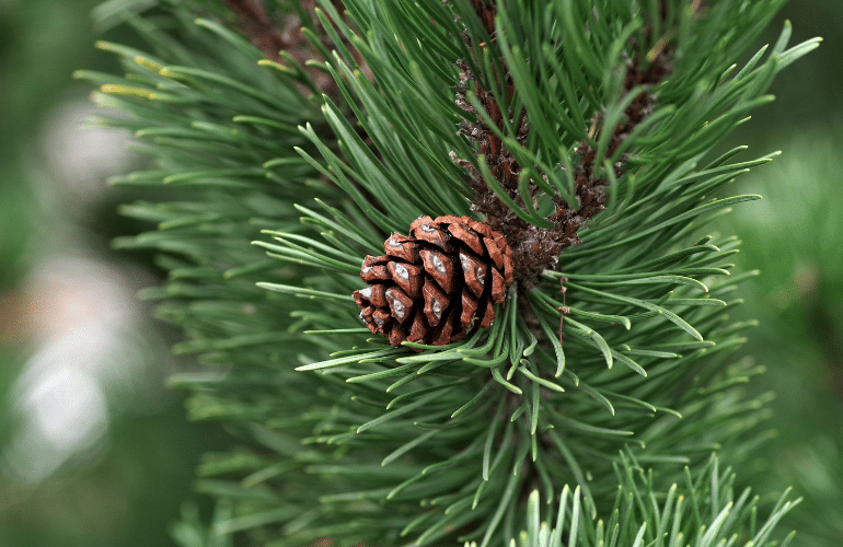 Pine Needle