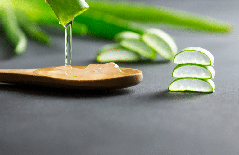 Aloe Vera Leaves